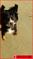 にほんブログ村 犬ブログ バーニーズマウンテンドッグへ