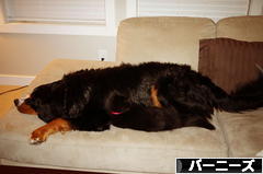 にほんブログ村 犬ブログ バーニーズマウンテンドッグへ