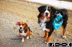 にほんブログ村 犬ブログ バーニーズマウンテンドッグへ