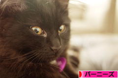 にほんブログ村 犬ブログ バーニーズマウンテンドッグへ