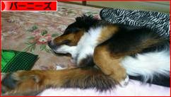 にほんブログ村 犬ブログ バーニーズマウンテンドッグへ