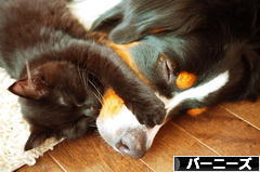 にほんブログ村 犬ブログ バーニーズマウンテンドッグへ