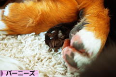 にほんブログ村 犬ブログ バーニーズマウンテンドッグへ