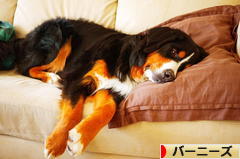 にほんブログ村 犬ブログ バーニーズマウンテンドッグへ