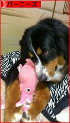 にほんブログ村 犬ブログ バーニーズマウンテンドッグへ