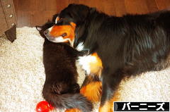 にほんブログ村 犬ブログ バーニーズマウンテンドッグへ