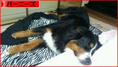 にほんブログ村 犬ブログ バーニーズマウンテンドッグへ