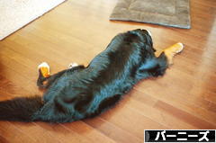 にほんブログ村 犬ブログ バーニーズマウンテンドッグへ