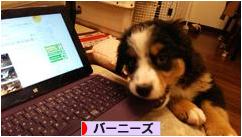 にほんブログ村 犬ブログ バーニーズマウンテンドッグへ