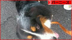 にほんブログ村 犬ブログ バーニーズマウンテンドッグへ