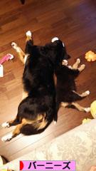 にほんブログ村 犬ブログ バーニーズマウンテンドッグへ