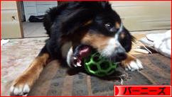 にほんブログ村 犬ブログ バーニーズマウンテンドッグへ