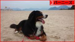 にほんブログ村 犬ブログ バーニーズマウンテンドッグへ