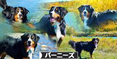 にほんブログ村 犬ブログ バーニーズマウンテンドッグへ