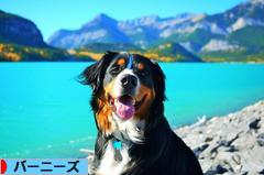 にほんブログ村 犬ブログ バーニーズマウンテンドッグへ