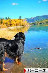 にほんブログ村 犬ブログ バーニーズマウンテンドッグへ