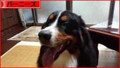 にほんブログ村 犬ブログ バーニーズマウンテンドッグへ