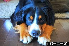 にほんブログ村 犬ブログ バーニーズマウンテンドッグへ