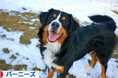 にほんブログ村 犬ブログ バーニーズマウンテンドッグへ