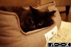 にほんブログ村 犬ブログ バーニーズマウンテンドッグへ