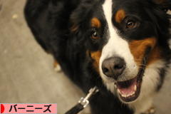 にほんブログ村 犬ブログ バーニーズマウンテンドッグへ