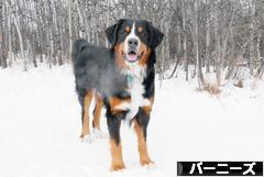 にほんブログ村 犬ブログ バーニーズマウンテンドッグへ