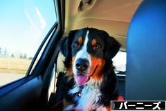 にほんブログ村 犬ブログ バーニーズマウンテンドッグへ