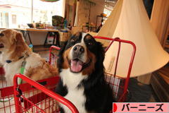 にほんブログ村 犬ブログ バーニーズマウンテンドッグへ
