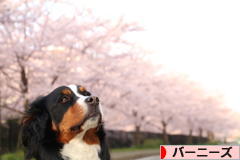 にほんブログ村 犬ブログ バーニーズマウンテンドッグへ