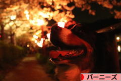 にほんブログ村 犬ブログ バーニーズマウンテンドッグへ