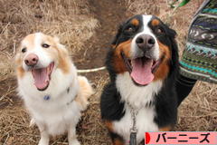 にほんブログ村 犬ブログ バーニーズマウンテンドッグへ