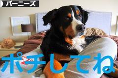 にほんブログ村 犬ブログ バーニーズマウンテンドッグへ