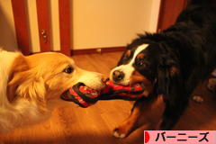 にほんブログ村 犬ブログ バーニーズマウンテンドッグへ