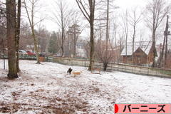 にほんブログ村 犬ブログ バーニーズマウンテンドッグへ