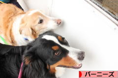 にほんブログ村 犬ブログ バーニーズマウンテンドッグへ