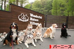 にほんブログ村 犬ブログ バーニーズマウンテンドッグへ
