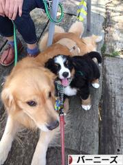 にほんブログ村 犬ブログ バーニーズマウンテンドッグへ