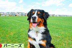 にほんブログ村 犬ブログ バーニーズマウンテンドッグへ
