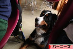 にほんブログ村 犬ブログ バーニーズマウンテンドッグへ