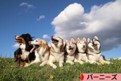 にほんブログ村 犬ブログ バーニーズマウンテンドッグへ