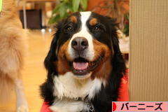 にほんブログ村 犬ブログ バーニーズマウンテンドッグへ