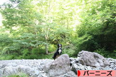 にほんブログ村 犬ブログ バーニーズマウンテンドッグへ