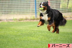 にほんブログ村 犬ブログ バーニーズマウンテンドッグへ