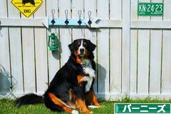 にほんブログ村 犬ブログ バーニーズマウンテンドッグへ