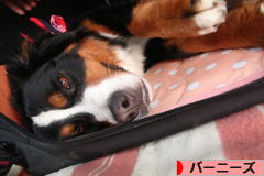 にほんブログ村 犬ブログ バーニーズマウンテンドッグへ