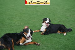 にほんブログ村 犬ブログ バーニーズマウンテンドッグへ