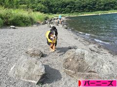 にほんブログ村 犬ブログ バーニーズマウンテンドッグへ
