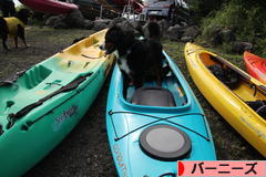 にほんブログ村 犬ブログ バーニーズマウンテンドッグへ