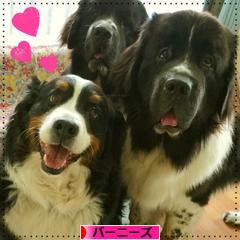 にほんブログ村 犬ブログ バーニーズマウンテンドッグへ