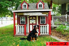 にほんブログ村 犬ブログ バーニーズマウンテンドッグへ